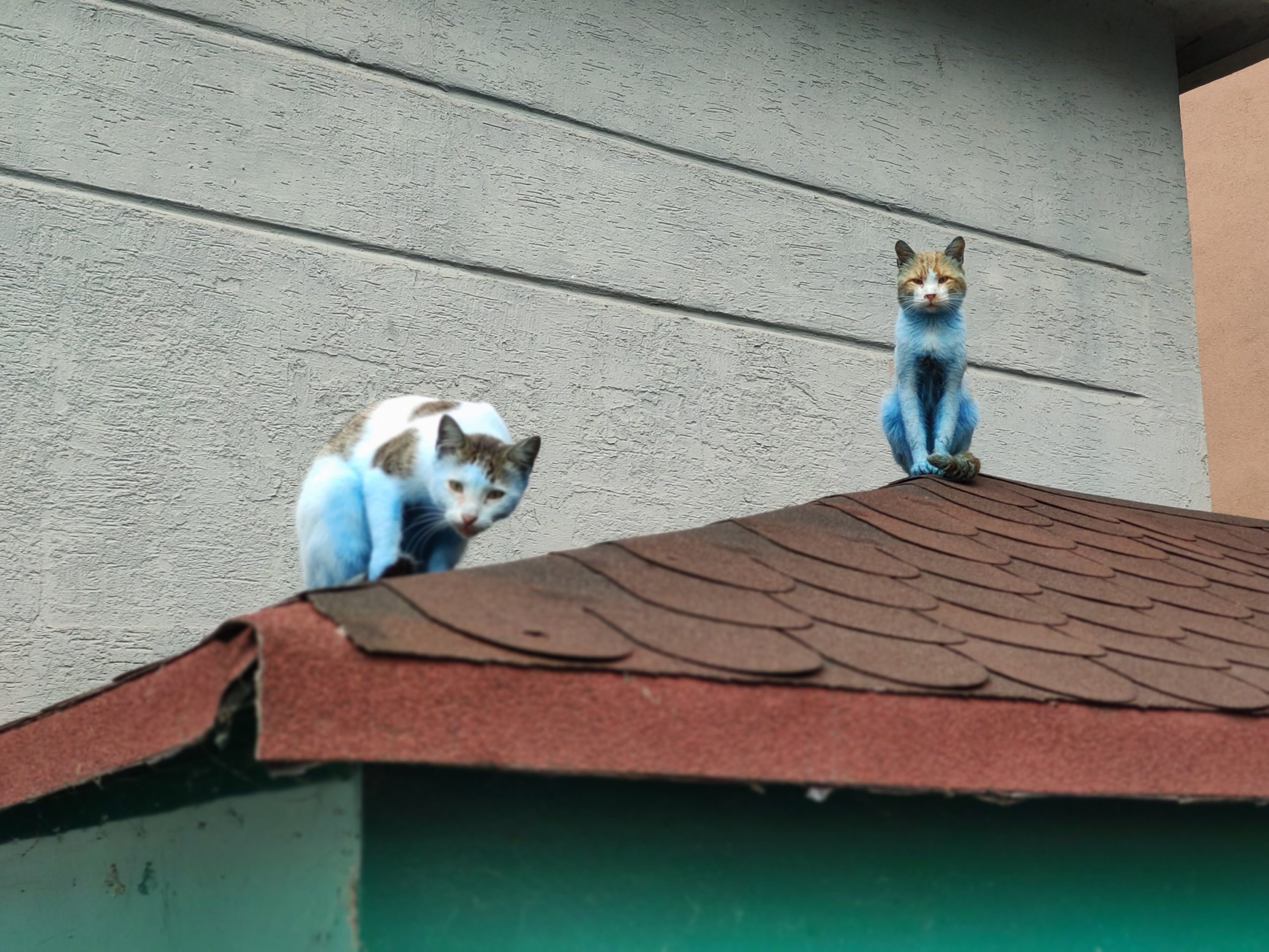 Turkse inwoners verbaasd wegens katten: 'Is dit een soort?' -
